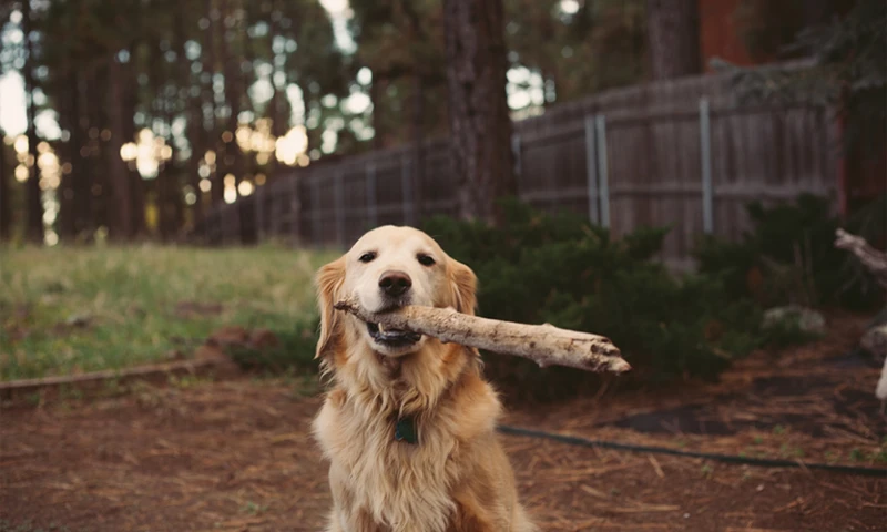 Traumdeutung Und Die Beziehung Zu Realen Hunden