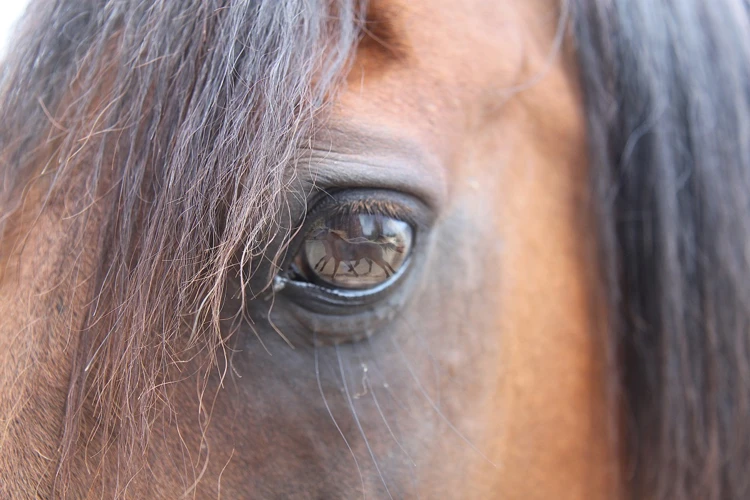 Traumdeutung Für Kranke Ponys