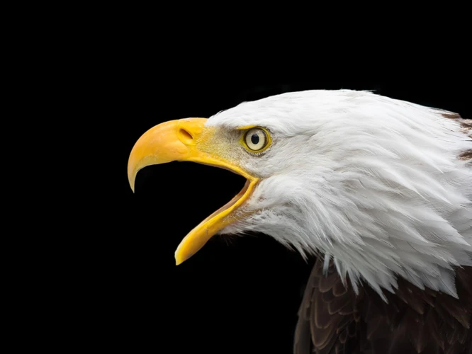 Vögel In Unterschiedlichen Umgebungen Und Situationen