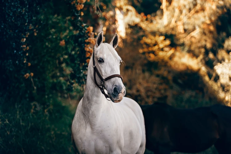 Träume Als Kommunikationsmittel Für Ponys