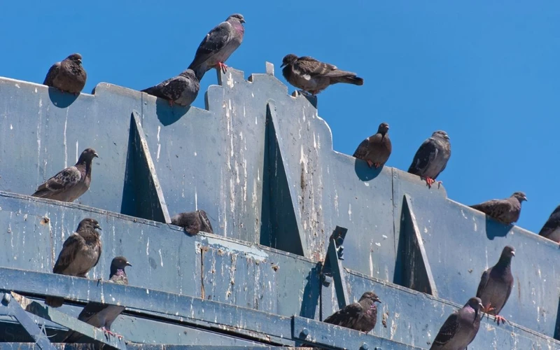 Träume, Die Vogelkot Enthalten