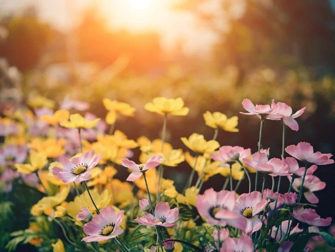 Wie Sie Die Bedeutung Von Blumen In Ihren Träumen Interpretieren Können