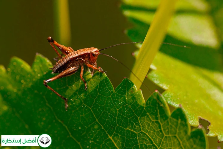 Einfluss Der Kultur Auf Die Traumdeutung Von Insekten