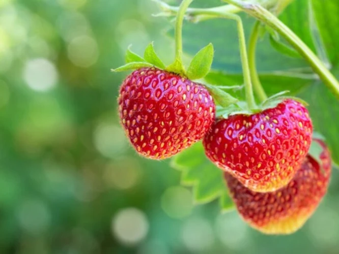 Bedeutung Verschiedener Traumszenarien Mit Erdbeeren