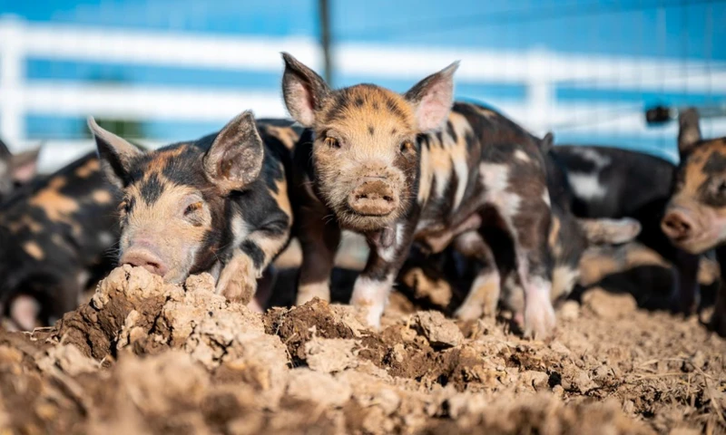 Deutungen Von Spezifischen Träumen Über Schweine