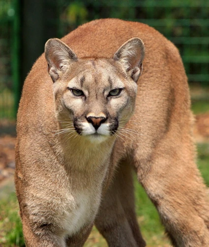 Puma Im Kontext Anderer Symbole