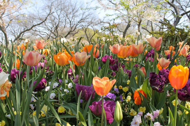 Besondere Träume Mit Blumen