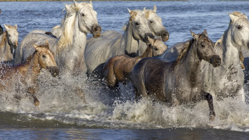 Die Verbindung Zwischen Träumen Und Dem Wohlbefinden Von Ponys