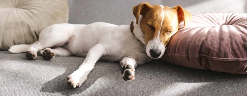 Die Bedeutung Von Verschiedenen Arten Von Hundekuscheln