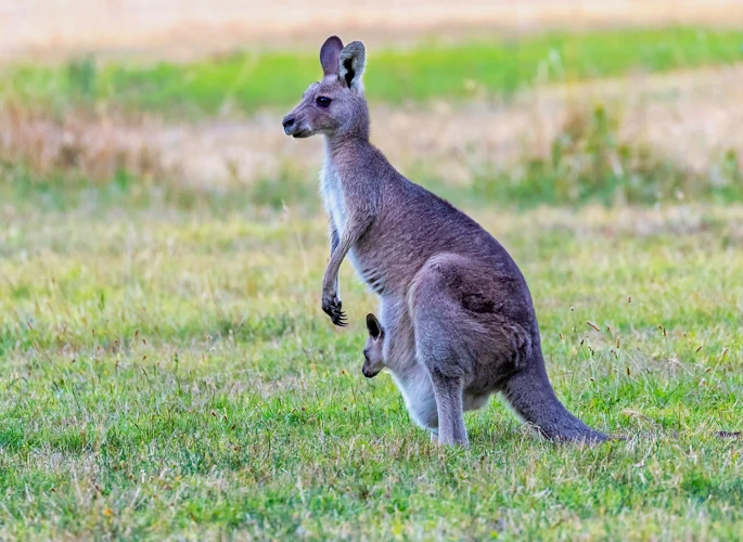 Die Bedeutung Von Känguru-Träumen In Verschiedenen Kulturen