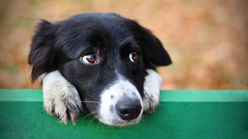 Die Bedeutung Des Hunde Streichelns