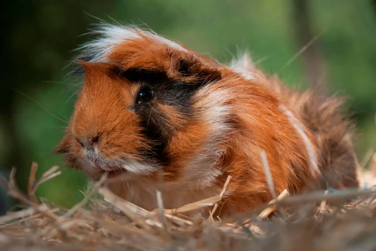 Die Bedeutung Der Farbe Des Meerschweinchens