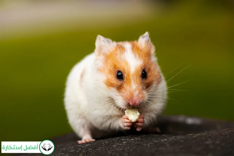 Die Botschaften Von Hamster-Träumen