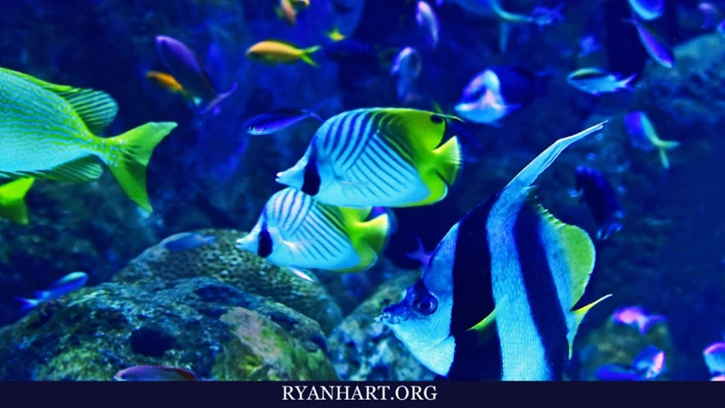 Die Häufigsten Fischträume Und Ihre Bedeutungen