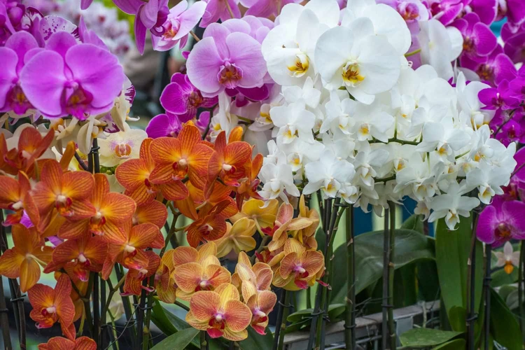 Die Orchidee Als Feng-Shui-Symbol