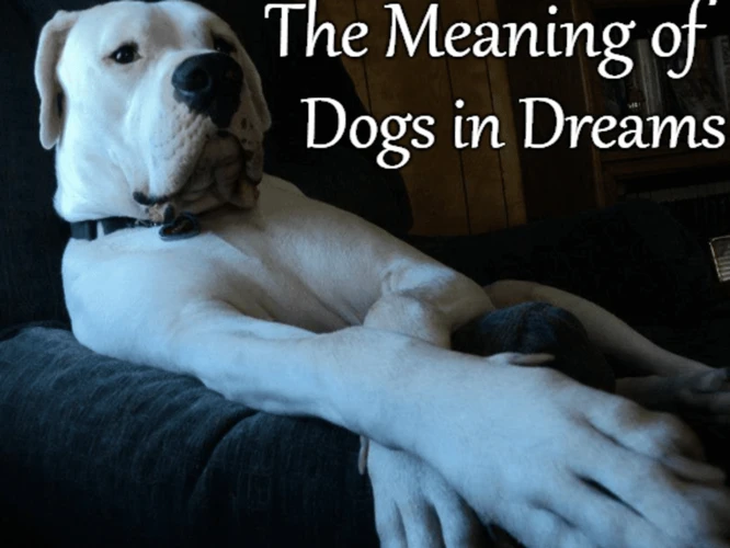 Die Psychologische Bedeutung Von Hunde-Träumen