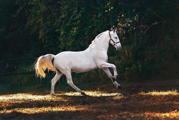 Die Rolle Von Traumreisen Für Ponys