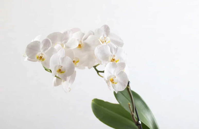 Die Spirituelle Bedeutung Der Orchidee In Der Naturheilkunde