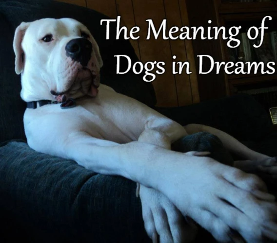 Die Symbolik Der Hunde In Träumen