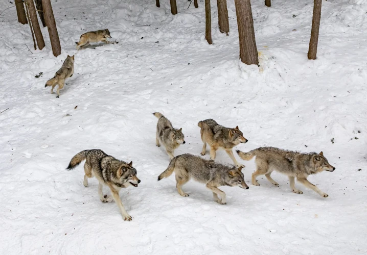 Was Sind Wolfsrudel Träume?