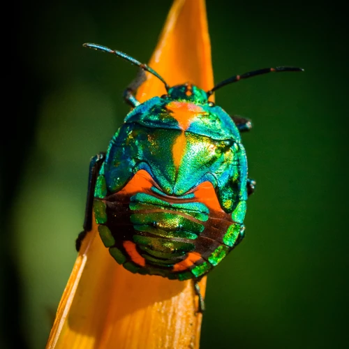 Was Tun, Wenn Sie Von Insekten Träumen