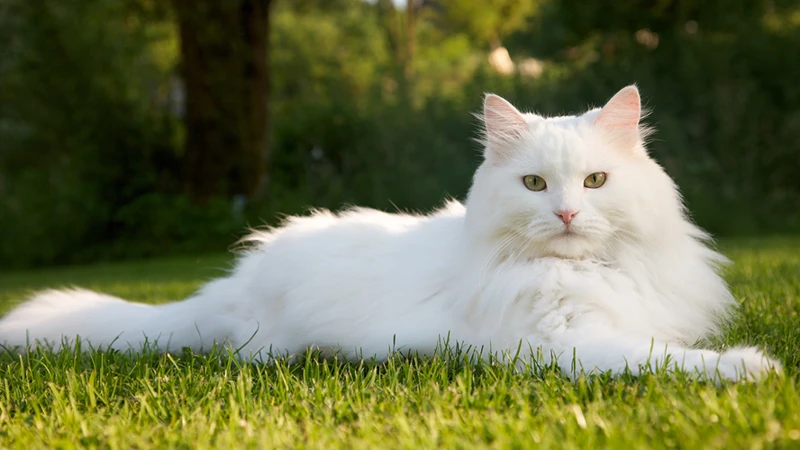 Warum Träumen Menschen Von Weißen Katzen?